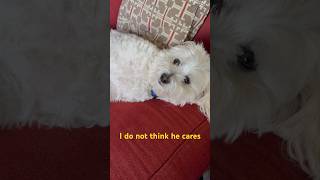 My dog doesn’t care I can’t find a job. #maltipoo #unemployed