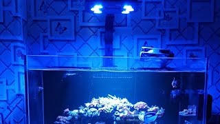 Reef tank: WADUH KOK GINI