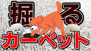 【犬のしつけ】カーペットを掘る【悩み相談ライブ切り抜き】