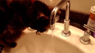 My Cat Drinks Out of the Faucet for 90 Seconds in Full HD