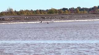 Level 3 tidal bore @ Moncton NB, Canada. October 20, 2024. Part 1.