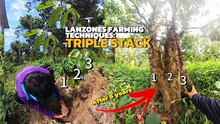 Lanzones farming techniques: Triple stack ang paraan sa mabilis na pagpapalaki ng lanzones,