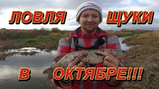 Щука осенью. Рыбалка на щуку в октябре. Ловля щуки на спиннинг с берега. Микроджиг