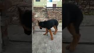 long coat German shepherd puppy #germanshepherd #viral #shorts #puppy