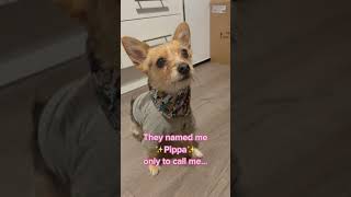 A Few Of My Dog’s Nicknames! #thatsnotmyname #nicknames #cutepets #tinypets #chorkie