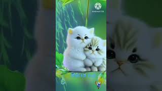 cute cat couple 💞#shorts #youtube #catlove #couple #cutebaby #catfeed #catvideos #viralshorts ..