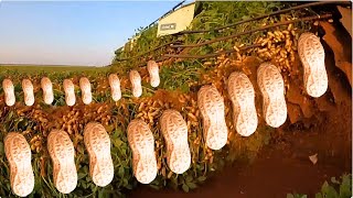 Amazing Harvesting 5 BILLION Tons of PEANUTS in Just 120 Days for the Ultimate Peanut Butter Experie