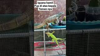 ga sopan IGUANA hamil pup di atas kepala temen nya //#reptil