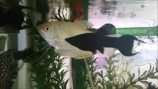 Can Gouramis and Mollies live together? Can molly fish and gourami share the same fish tank?