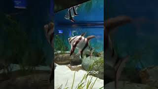 beautiful fish #tinyfish #tinyfish #shortvideo #shortsfeed #aquarium #fish #giantfish #giantfish