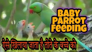 Baby Parrot Feeding|Mother Feeds Baby Parrot|Ringneck Parrot Babies|Pet Feeding|AmazingAnimalPlanet