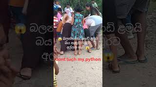 dont tuch my bon bon python 😱 පිඹුරව අල්ලන්න එපා #snacks #animal #discovery #shorts