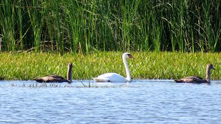 Семья лебедей / Swan's family