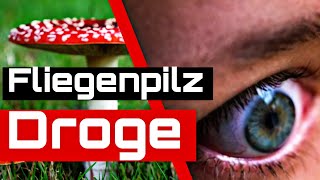 Fliegenpilz als Dr0ge / Aufklärung