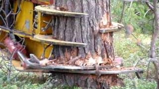 CAT excavator cut pine trees 1