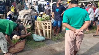 aseel murgha mandi and birds market in bantul jogjakarta indonesia | traditional pet market