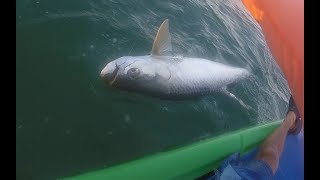 Tarpon fishing challenge on paddle board. Reto pescando sabalo en una tabla.