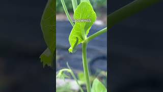 Ladybugs and lacewings control aphids in the garden!