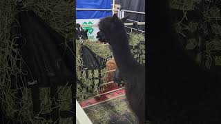 🦙🌿"Pennsylvania Farm Show: Watch This Adorable Animal Munching on Grass From a Bag!?#ShortVideos