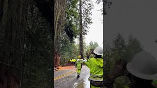 They Cut Down This Huge Tree In California 😲🪚(@briyan_m)#shorts #short