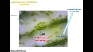 La cellule, siège des réactions chimiques de la vie