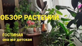 Обзор растений в июле 2024. Самые красивые 💚💚💚🧚‍♂️ и задохлики😒