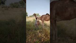 The little boy hugged the camel 🐫 #tharwildlife #camellife #camel