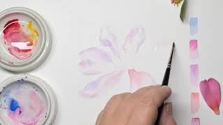 Camellia Study time lapse