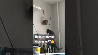 Кошка хулиганка 🤷#яжеvika #чернаякошка