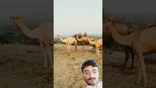 Camel group #group