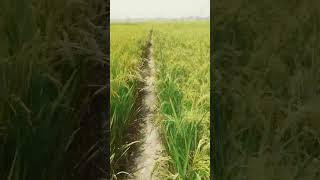 Rice farming in Bangladesh