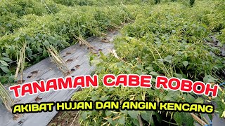 PART 16 : TANAMAN CABE ROBOH AKIBAT HUJAN DAN ANGIN KENCANG