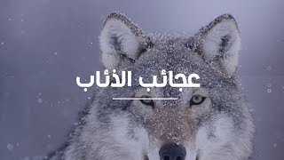 عجائب الذئاب