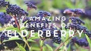 7 Amazing Benefits Of Elderberry