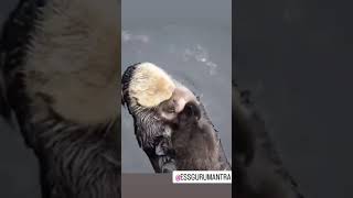 Devotion of sea otter mother. #essgurumantra