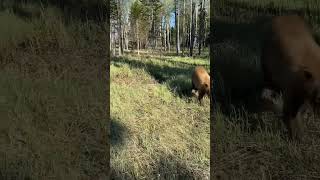 Bear gets upclose with a hiker #shorts #short #blackbear #bearencounter