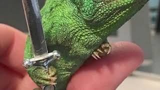 1 second video of a chameleon holding a Lego sword