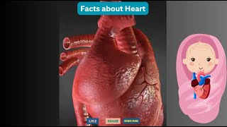 Interesting facts about heart #humananatomy #humanbody #anatomyinhindi