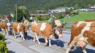 Almabtrieb in Maurach am Achensee, Tirol