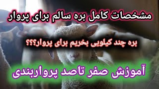 مشخصات بره سالم و مناسب پرواربندی , وزن مناسب بره برای پرواربندی