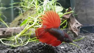 Betta wohnung