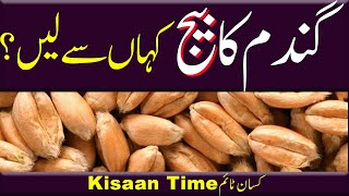 Wheat cultivation Gandam ka beej, Gandam ka Seed kisan time کسان ٹائم wheat seed