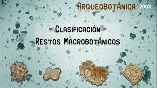 Arqueobotánica: Separación de restos macrobotánicos