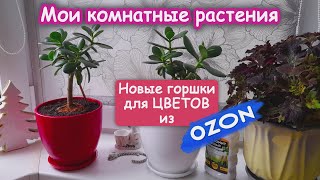 Горшки для цветов из OZON. Распаковка. Пересадила Денежные Деревья в новые горшки