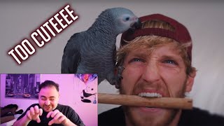 Logan Paul New Bird, Sir The African Grey (Reaction)