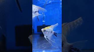 SILVER ANGEL FISH 🐟#shorts #fish #fishlovers #angelfish #aquarium #beautiful #silver