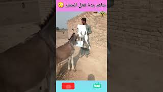 شاهد ردة فعل الحمار 😳 هاهاهاها #المغرب #المغرب #explore #reels #reaction #morocco #reelsvideo