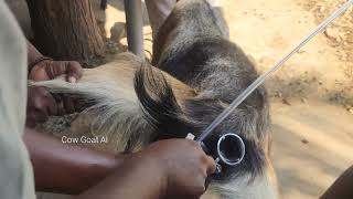 Artificial insemination in Goat. Beetal goat Frozen semen.