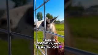 Покорми ЛАМУ !💜 #влогвинограда #shorts #animals #животные #memes #meme #мемы #мем #лайк