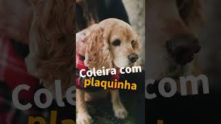 Dica cuidado pet: IDENTIFICAÇÃO NO PET - PORQUE USAR SEMPRE